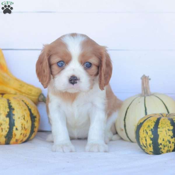 Elektra, Cavalier King Charles Spaniel Puppy