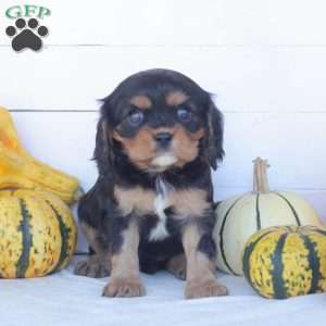 Ebony, Cavalier King Charles Spaniel Puppy