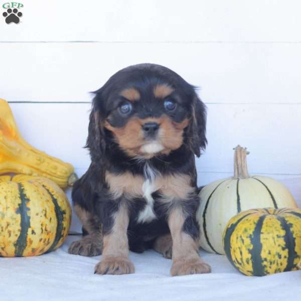 Ebony, Cavalier King Charles Spaniel Puppy