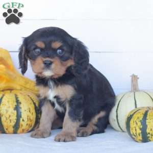 Ebony, Cavalier King Charles Spaniel Puppy