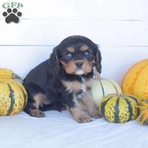 Ebony, Cavalier King Charles Spaniel Puppy