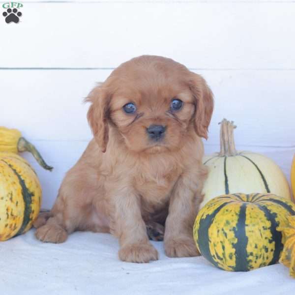 Echo, Cavalier King Charles Spaniel Puppy