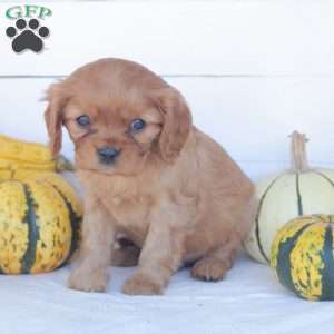 Echo, Cavalier King Charles Spaniel Puppy