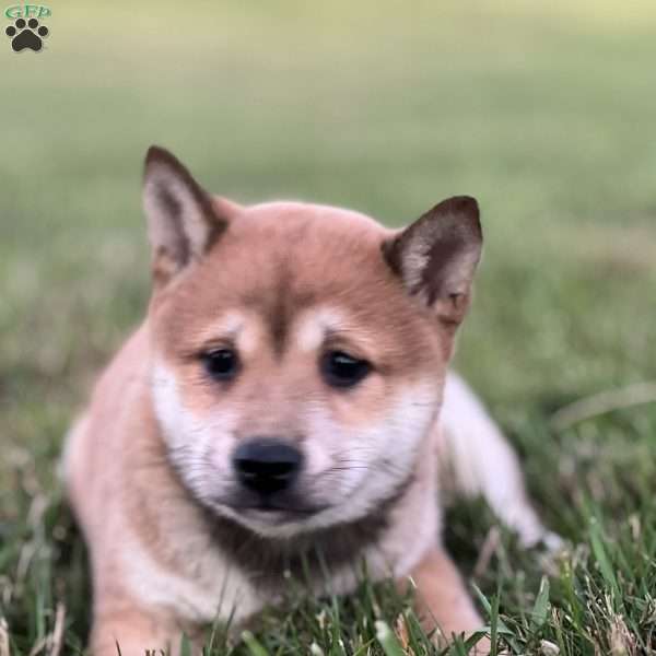 Krissy, Shiba Inu Puppy