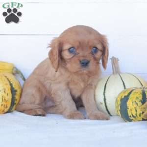 Echo, Cavalier King Charles Spaniel Puppy