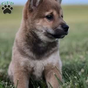 Kevin, Shiba Inu Puppy