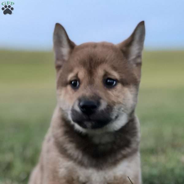 Kevin, Shiba Inu Puppy