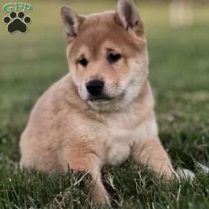 Koda, Shiba Inu Puppy