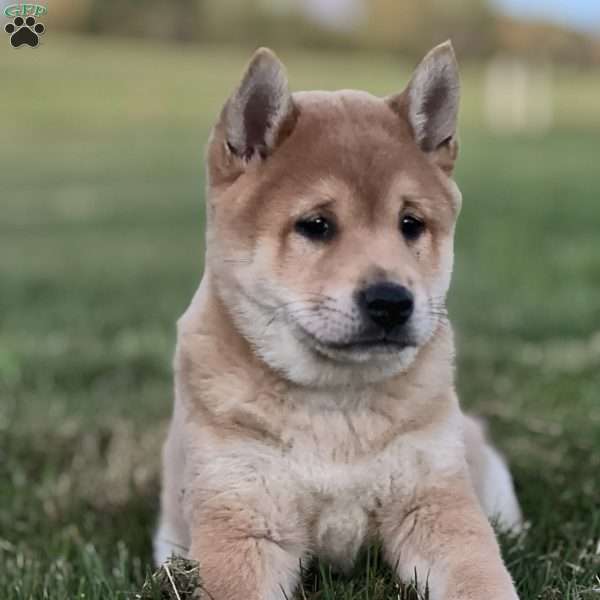 Koda, Shiba Inu Puppy