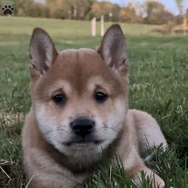 King, Shiba Inu Puppy