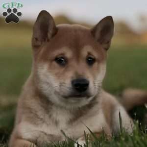 Kaleb, Shiba Inu Puppy