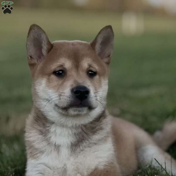 Kaleb, Shiba Inu Puppy