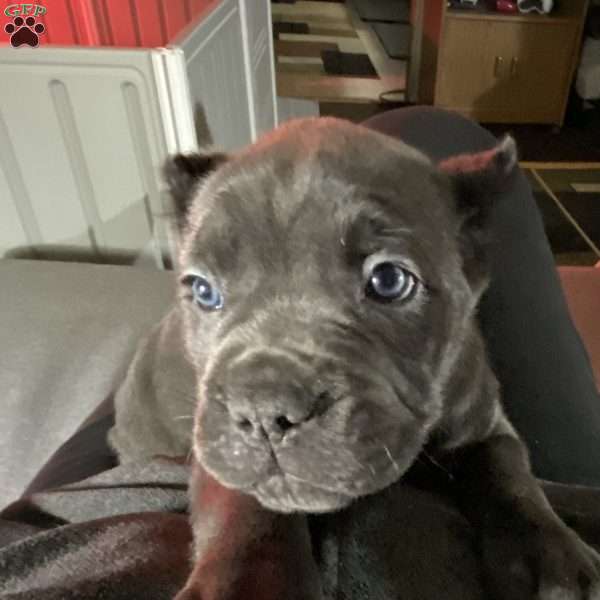 Purple, Cane Corso Puppy
