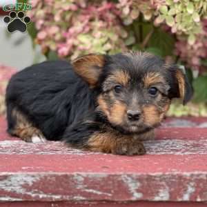 Star, Yorkie Puppy