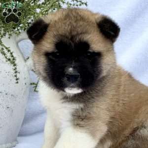 Felix, Akita Puppy