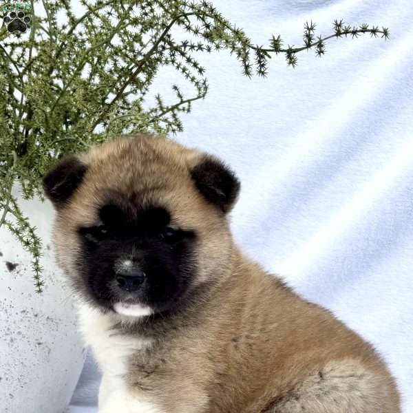 Felix, Akita Puppy