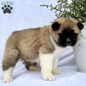 Felix, Akita Puppy