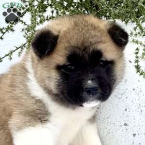 Felix, Akita Puppy