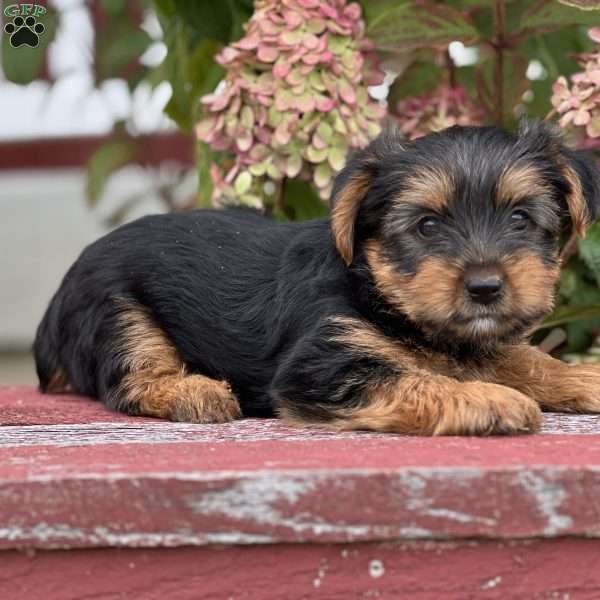 Spike, Yorkie Puppy