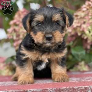 Spike, Yorkie Puppy