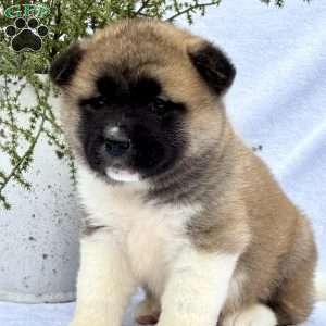 Felix, Akita Puppy