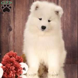 Brynn, Samoyed Puppy
