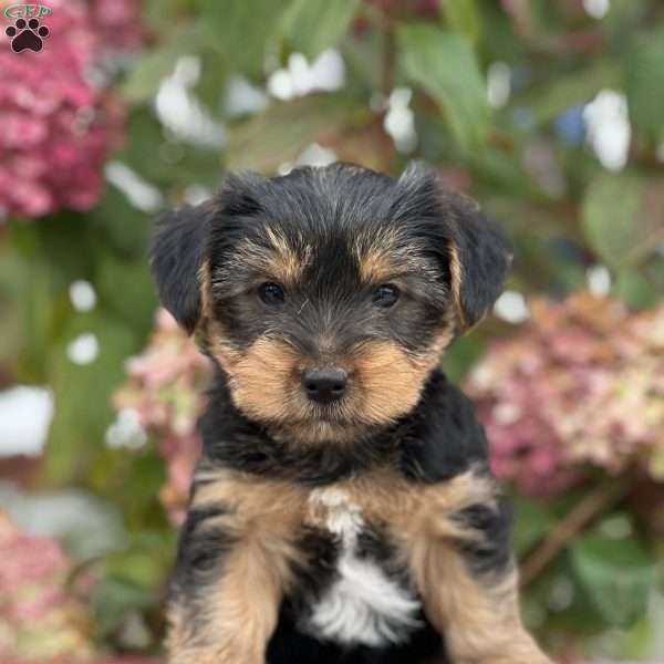 Sandro, Yorkie Puppy