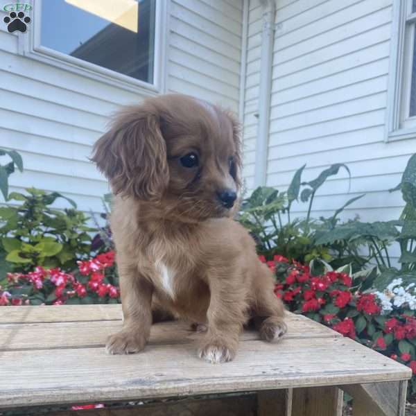 Teddy, Cavalier King Charles Mix Puppy