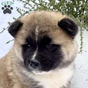 Forrest, Akita Puppy