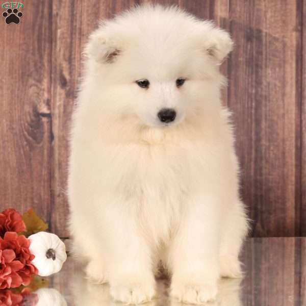 Bailey, Samoyed Puppy