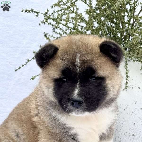 Forrest, Akita Puppy