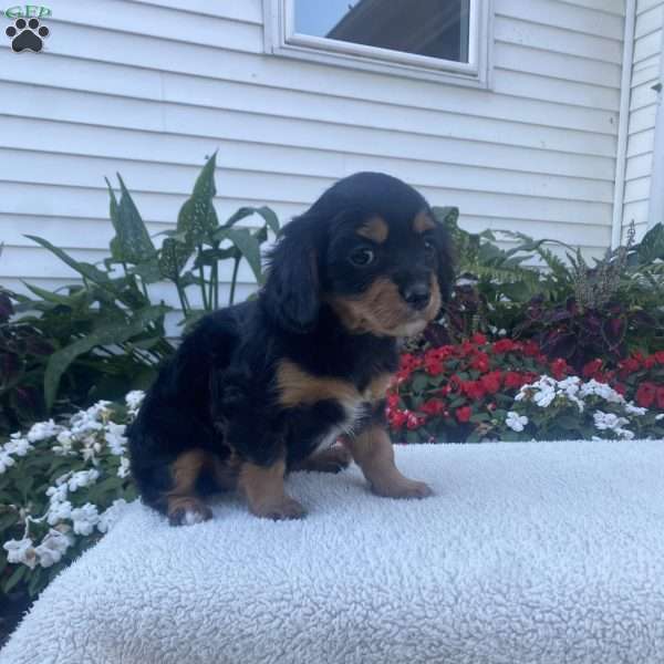 Tiffany, Cavalier King Charles Mix Puppy