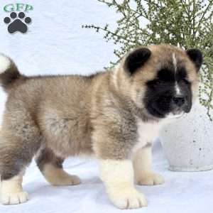 Forrest, Akita Puppy