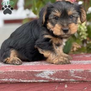 Sandro, Yorkie Puppy