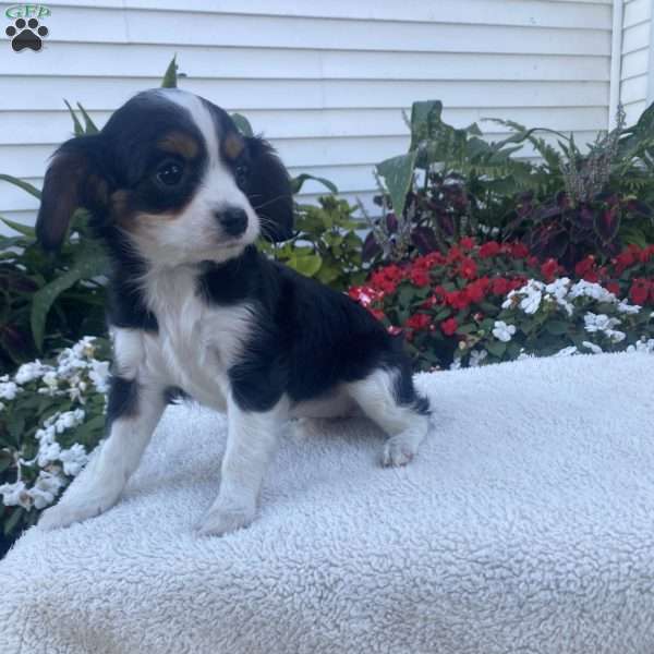 Trixie, Cavalier King Charles Mix Puppy