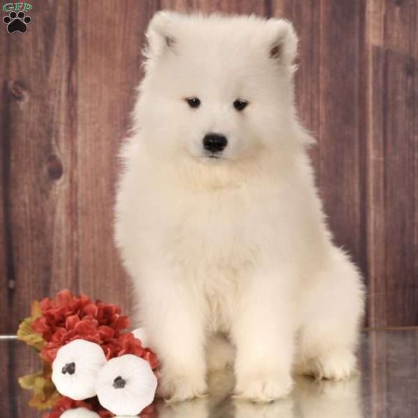 Brianna, Samoyed Puppy