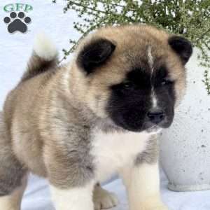 Forrest, Akita Puppy