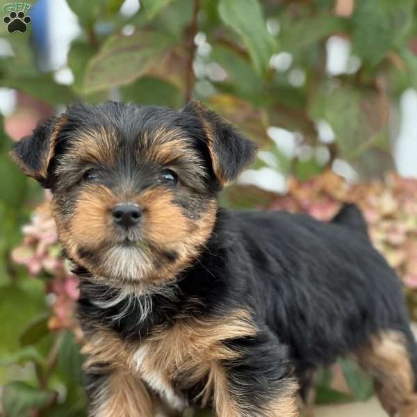 Spunky, Yorkie Puppy