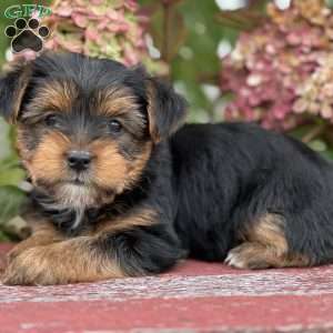 Spunky, Yorkie Puppy