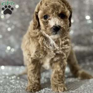 Sabrina, Bich-Poo Puppy