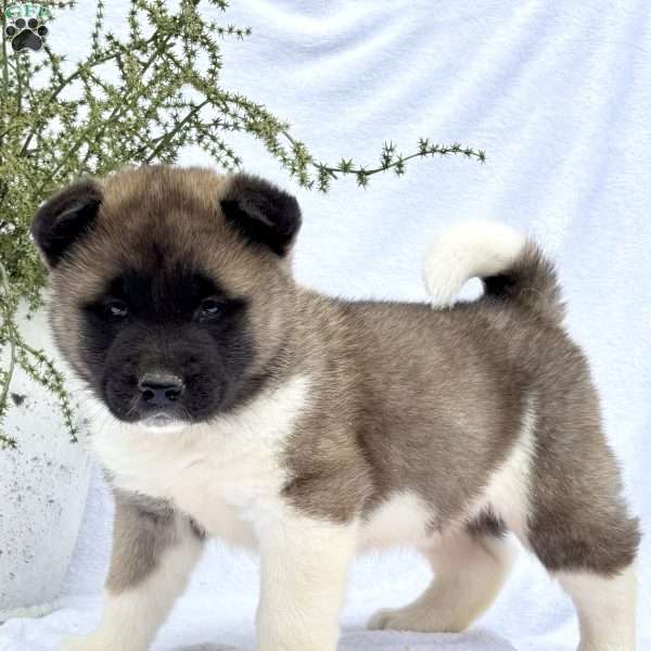 Fella, Akita Puppy