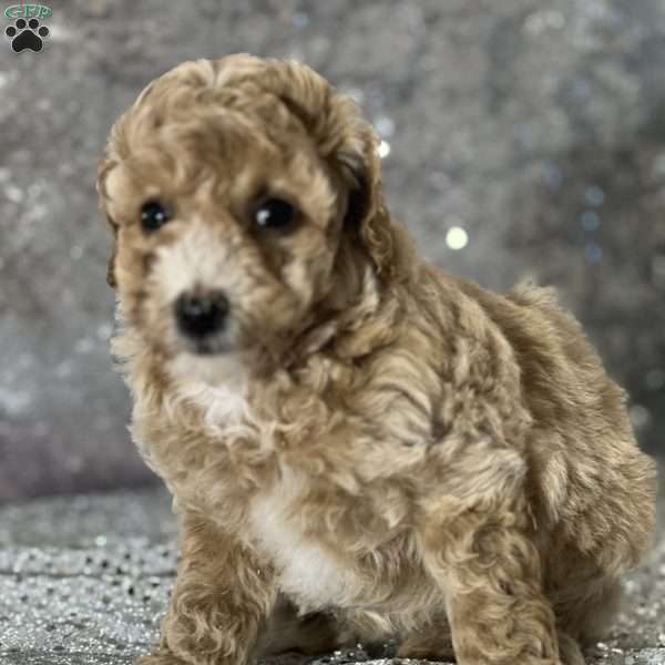 Sabrina, Bich-Poo Puppy
