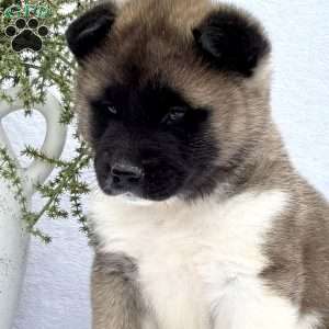Fella, Akita Puppy