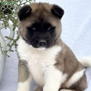 Fella, Akita Puppy