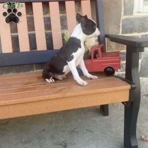 Tresa, Boston Terrier Puppy