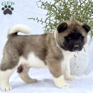 Fella, Akita Puppy