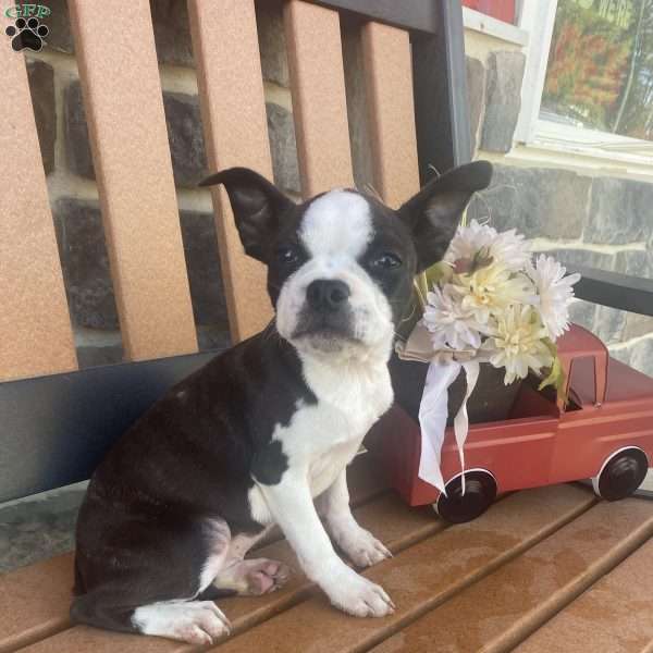 Tresa, Boston Terrier Puppy