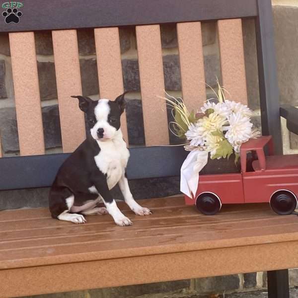 Tim, Boston Terrier Puppy