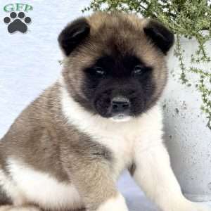 Fella, Akita Puppy