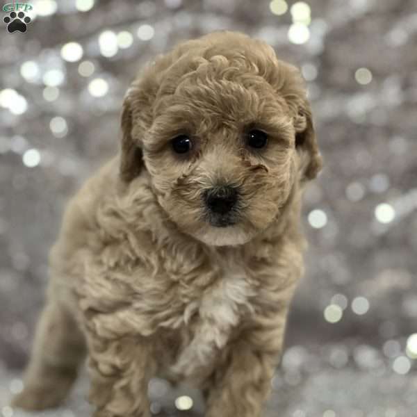 Snuggles, Bich-Poo Puppy